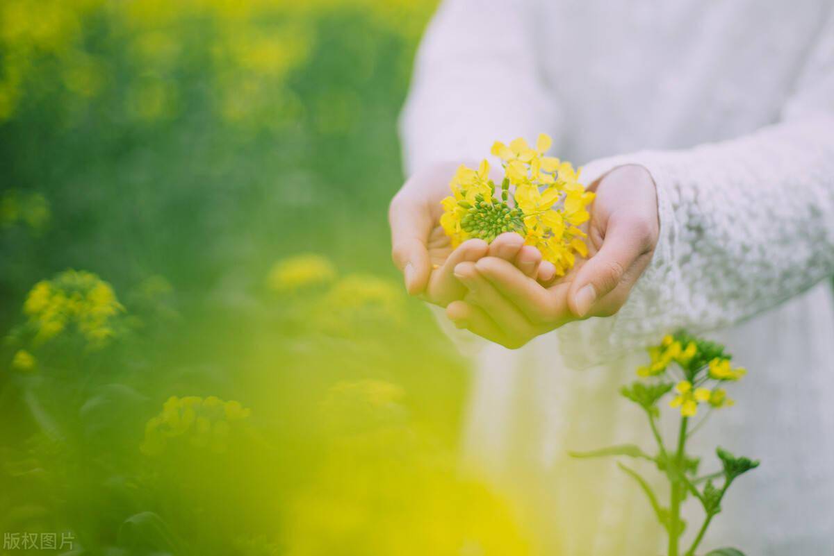 手拿油菜花图片真实图片