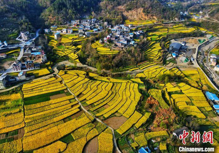 四川绵阳市平武县乡村田野间金黄色油菜花已上线