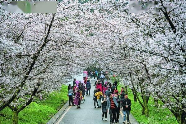 贵州：春至景色美 游客赏花忙