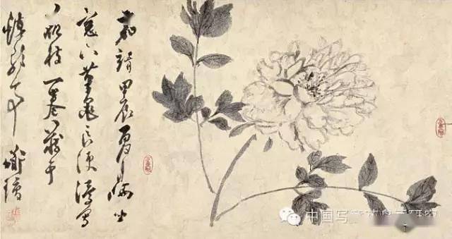 陈淳 花卉写生卷(局部)明 陈淳明 徐渭 水墨牡丹图明 沈周明 唐寅明