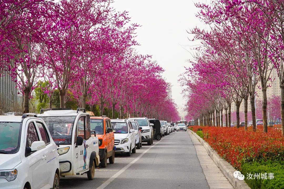 汝州的这片紫荆花海刷爆了朋友圈现在知道还不晚