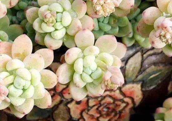 考向预测 关于多肉植物你应该知道的考点 附多肉养护小知识 草科