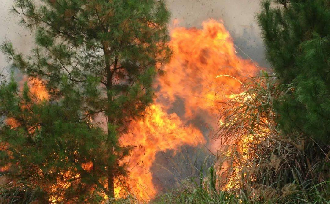 警钟长鸣森林火灾典型警示案例一