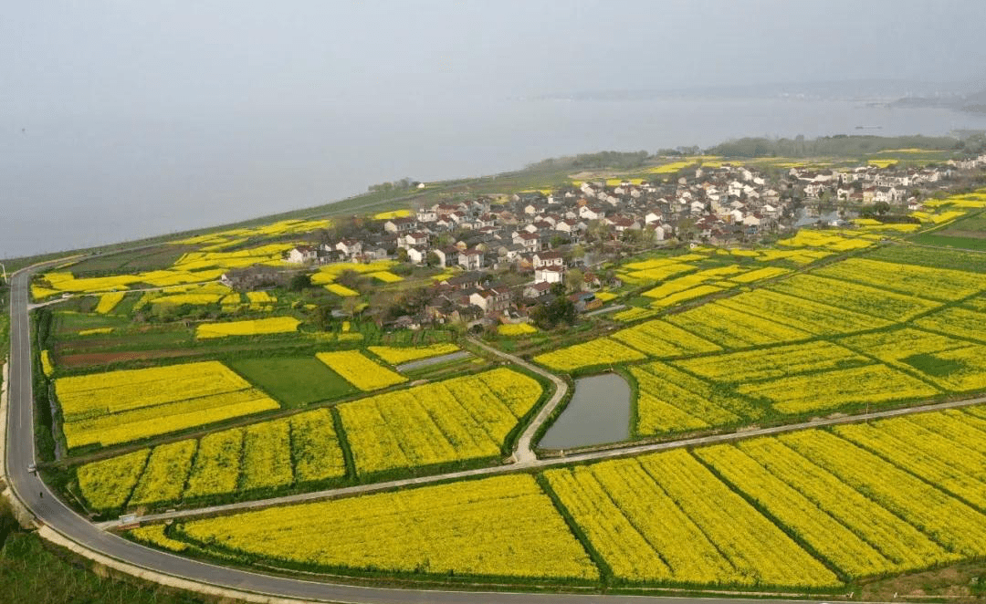 安徽巢湖:油菜花海美如画