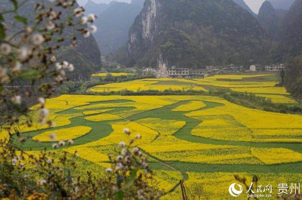 俯瞰世界最大植物汉字景观贵州“龙字田”