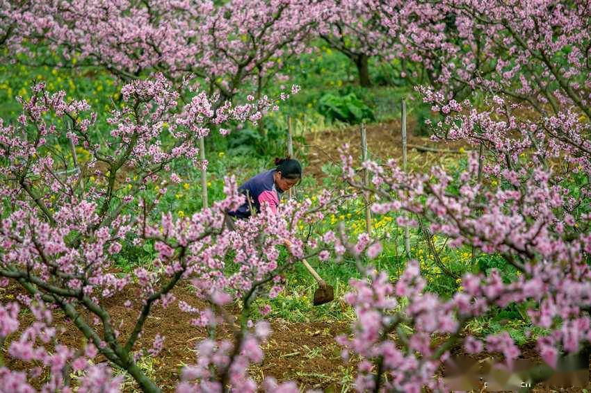 贵州永乐：万亩桃花朵朵开（高清组图）