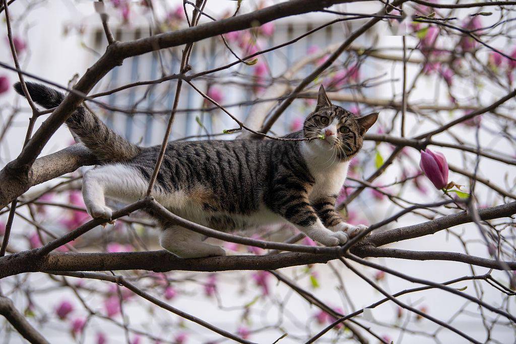 小猫爬上树图片