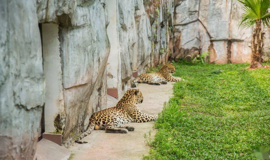 63岁的广州动物园几代人童年回忆再一次提意搬迁