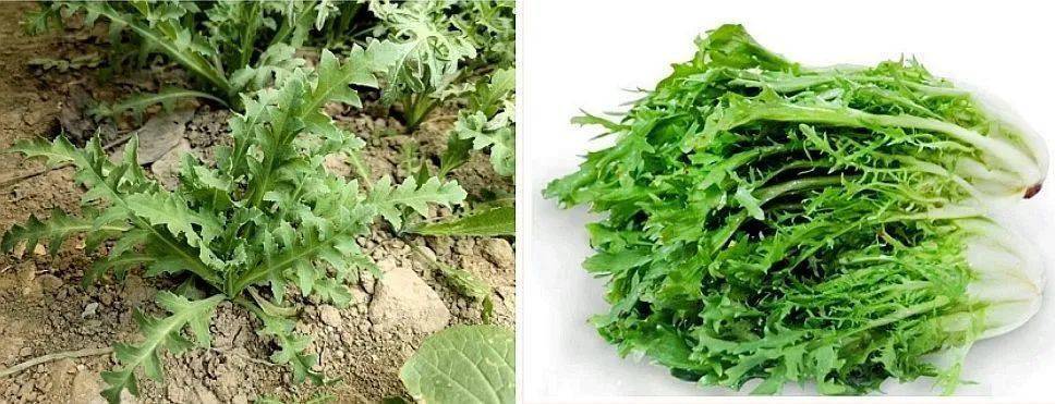 快看民警用一个实验展现罂粟里的毒品成分