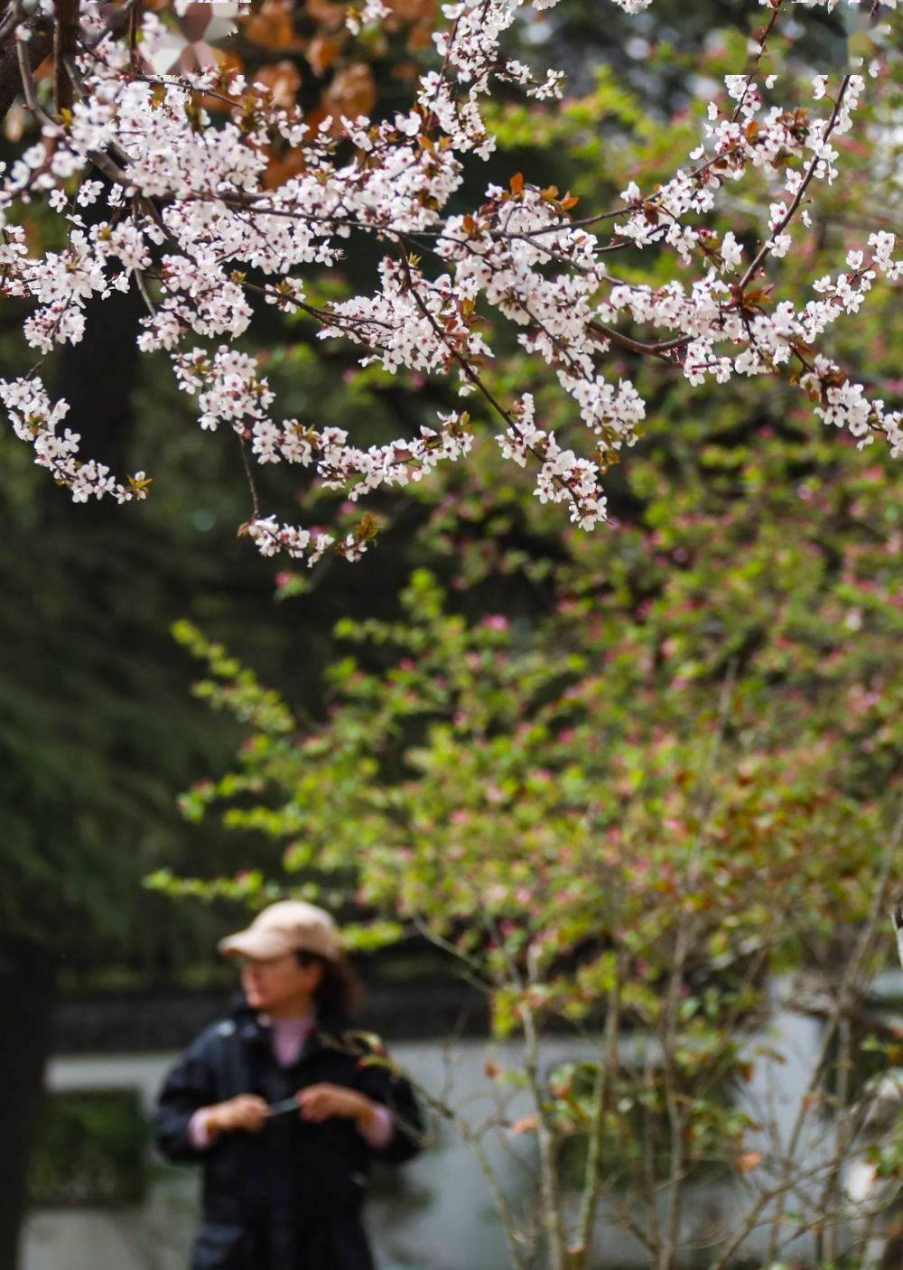 春光无限 缤纷如画