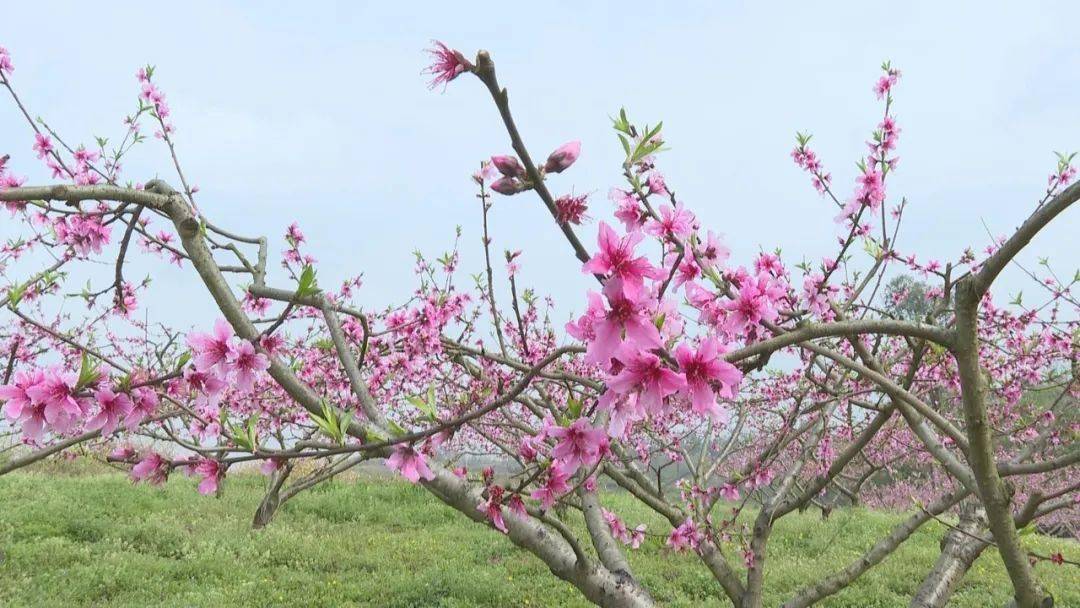 阳春三月好风光 桃花盛开惹人醉