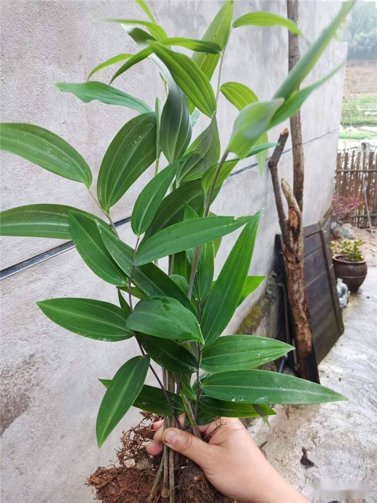 基金项目浙江景宁林下多花黄精种植的增效探索