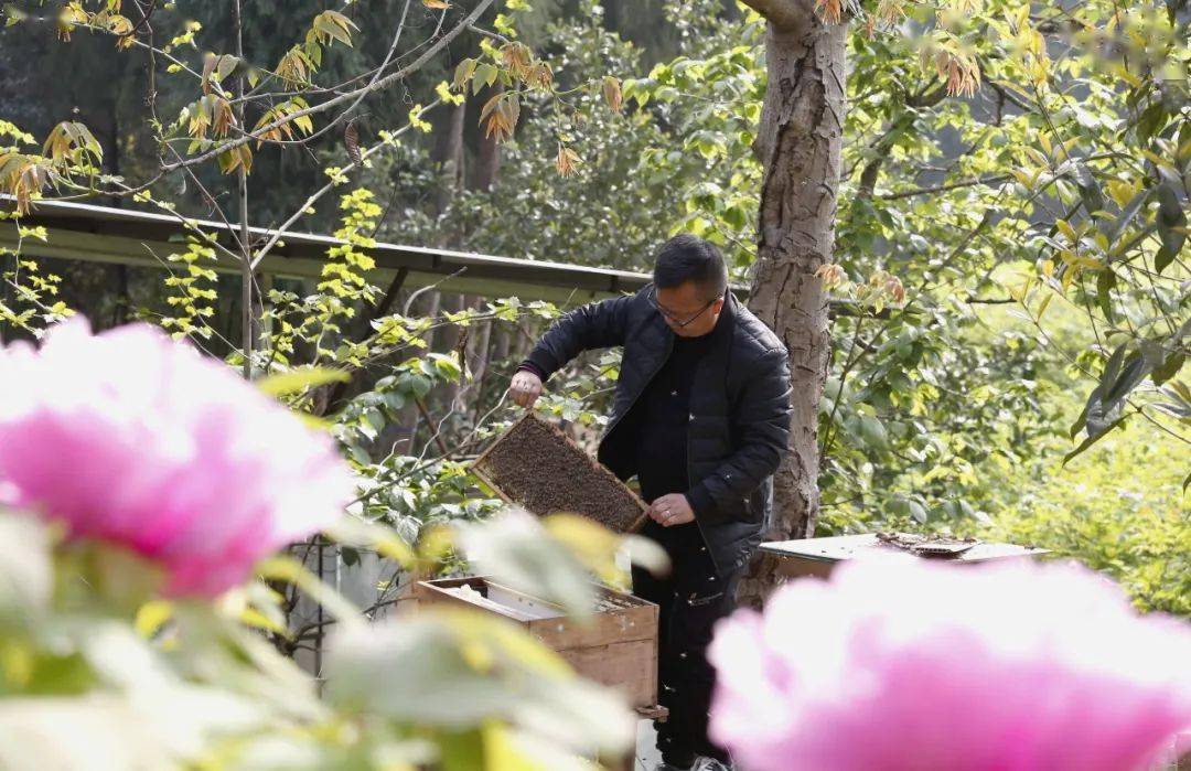 踏春赏花 乐至新网红地诞生 这个牡丹花田美到让人心醉 华严村