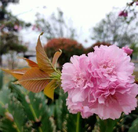 春光明媚百花齐放湖南一夜之间成了花园