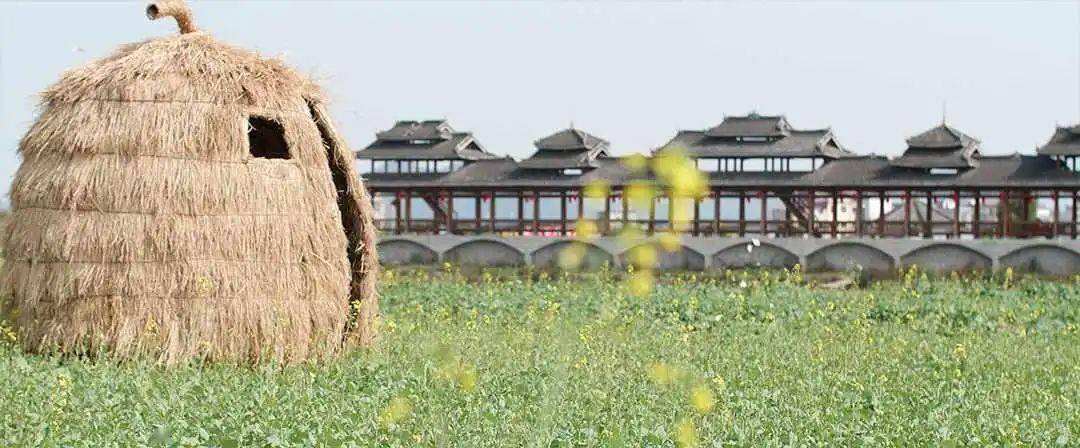 春风微拂吹黄了荔浦水韵黎家的金花