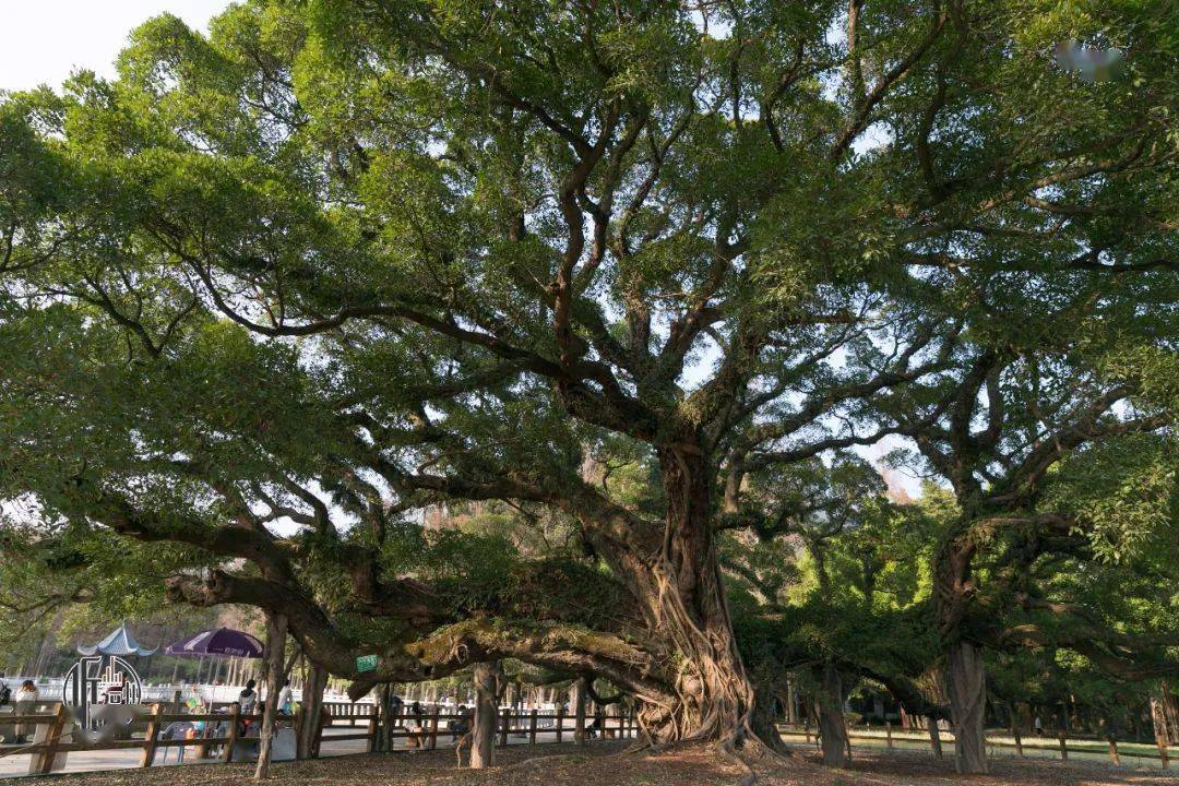 这棵生长在福州北郊森林公园中的古榕,树冠为福州榕树之首,树龄将近