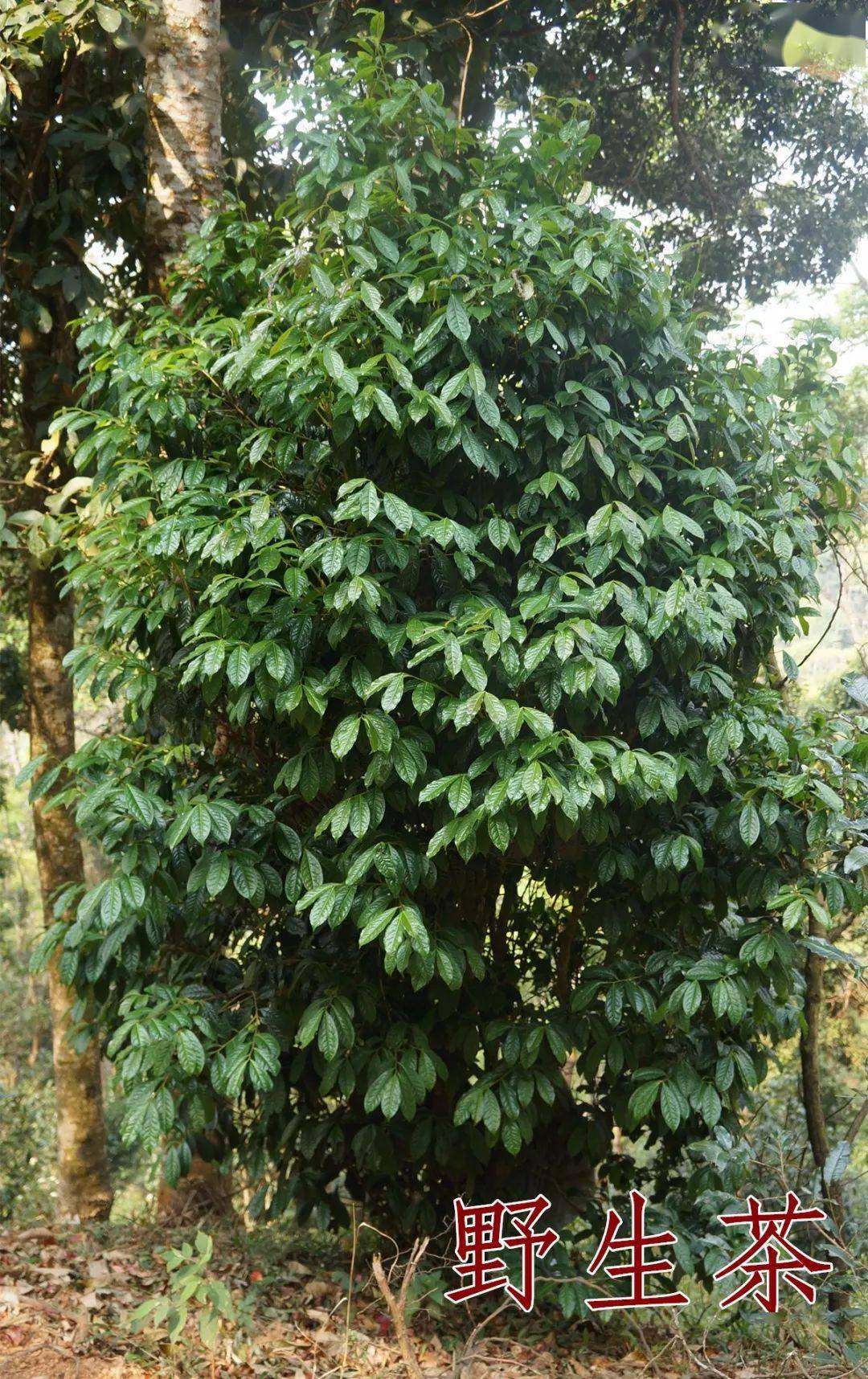 普洱百科野生型野生茶