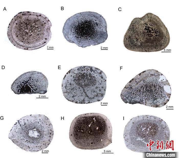 团队|中国科研团队最新研究揭秘2.5亿年前水龙兽生存策略