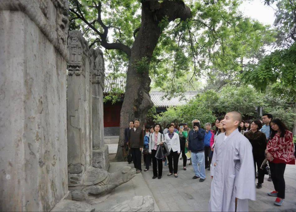千年名花之寺,最美丁香盛开!惊艳整个北京城,游人流连"香雪海"!