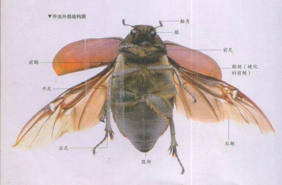 甲虫结构分析图图片