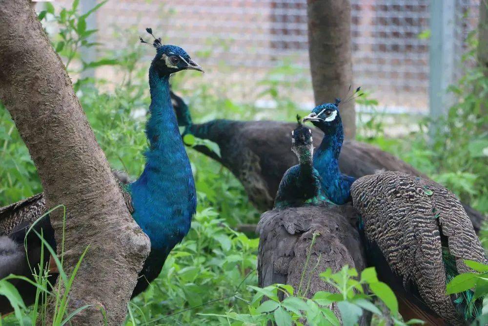 江门长廊生态园2大2小或3大~动物园 野炊/烧烤炉 陶艺diy  摇摆桥