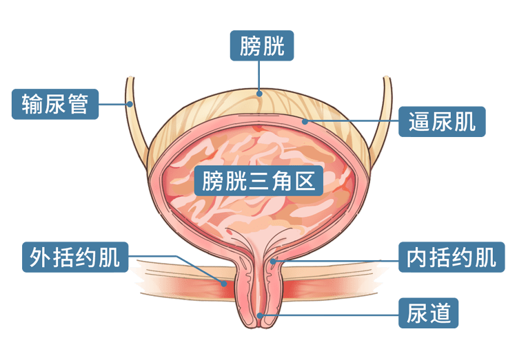 肛门括约肌示意图图片