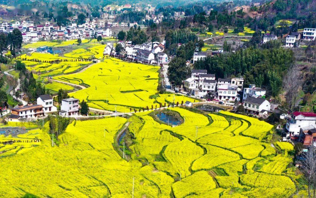 艾都光影丨主题摄影:汤冲油菜花_蕲春县