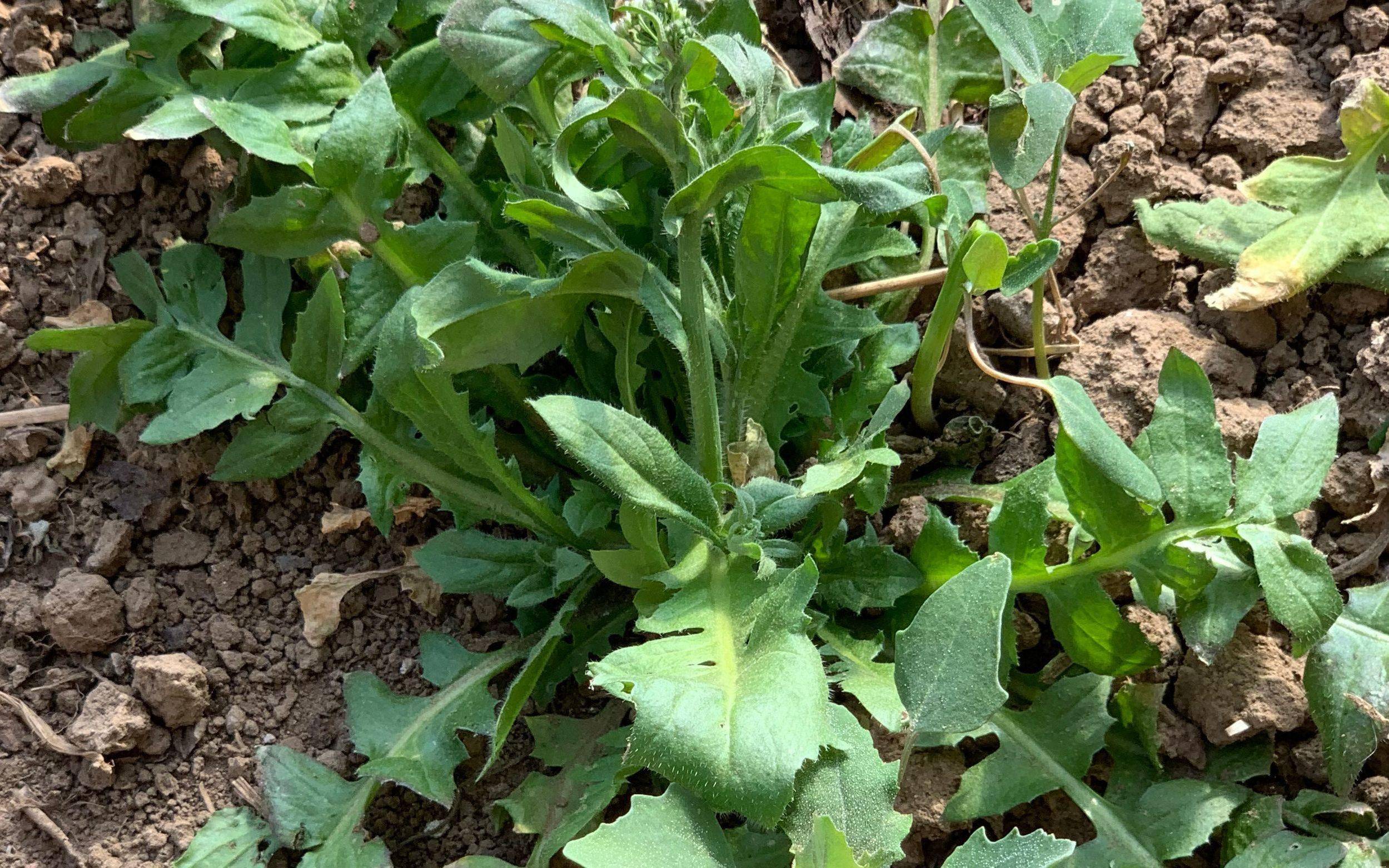 吃野菜 玩竖蛋 春分习俗你了解多少 时间