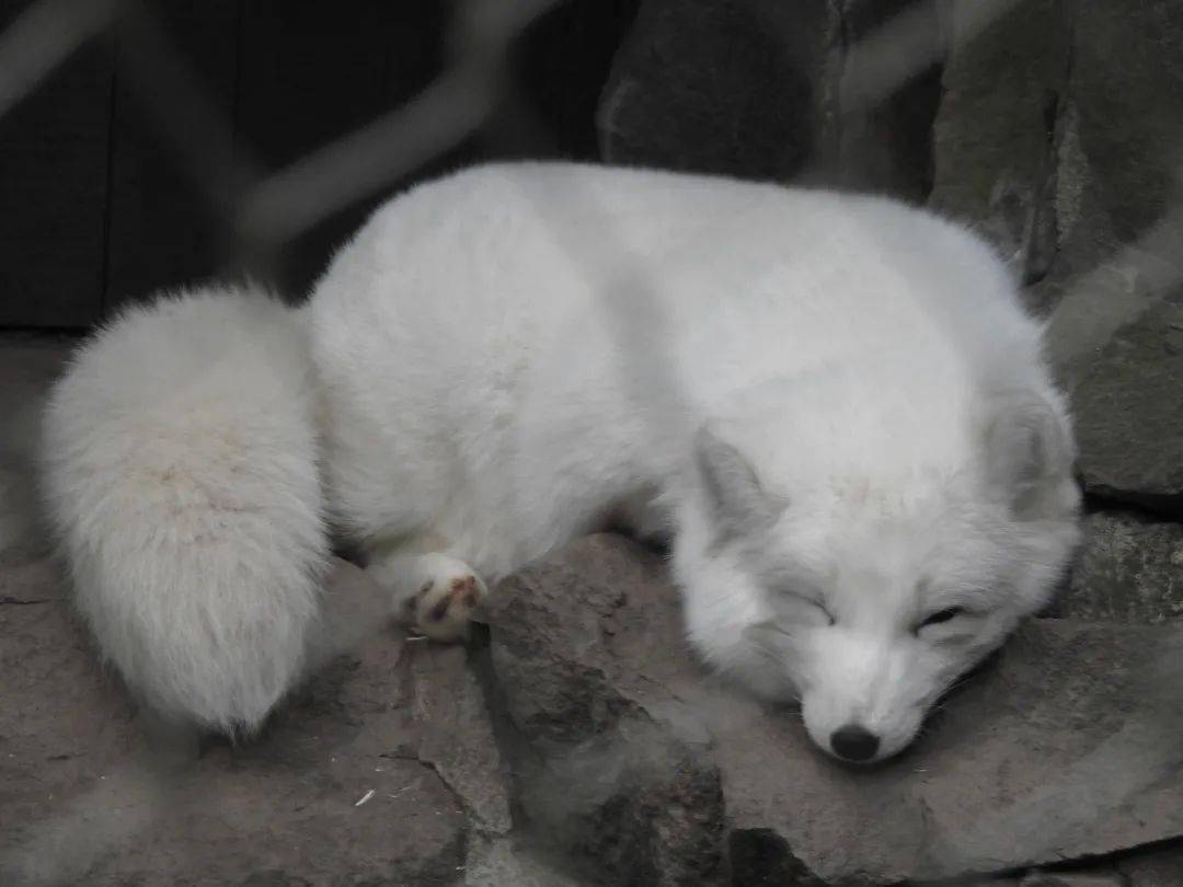 白狐:小狐仙就是我~另外,建议游客朋友们选择上午来园,这时候动物的