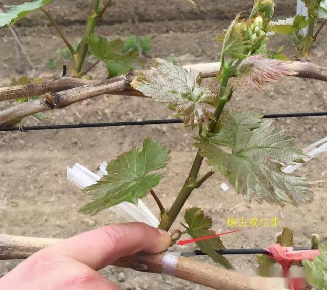 干货来了葡萄春季管理五大技术要点