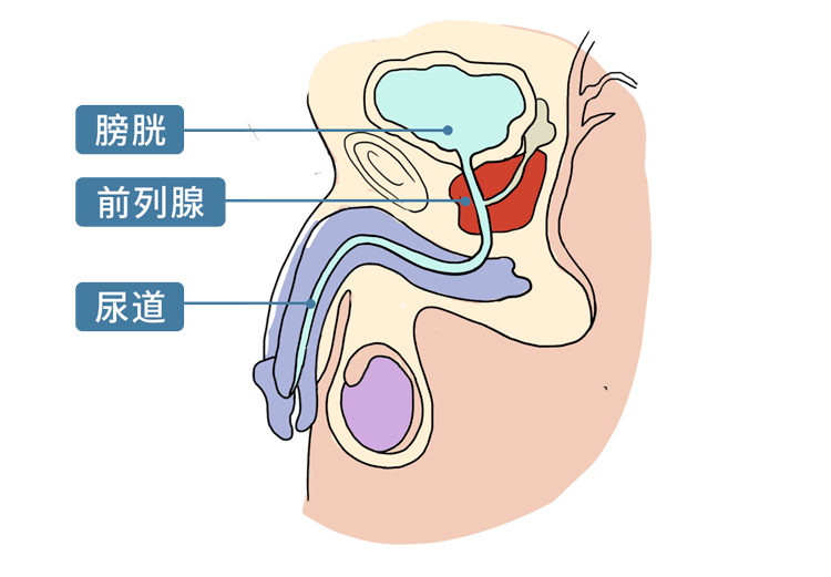 肛门的位置 男女图片