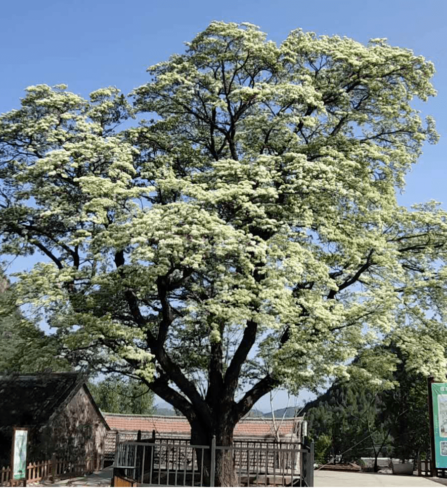 时间:4月26日-5月20日  地点:巨各庄镇蔡家洼玫瑰情园景区  no.