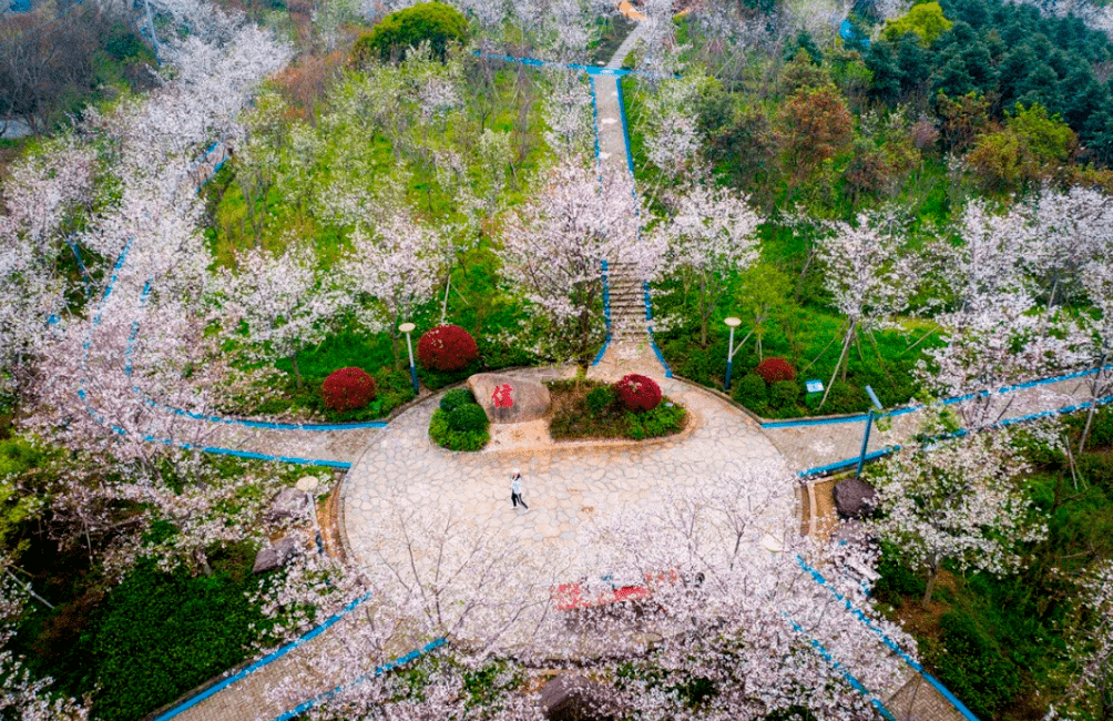 您有一份关于樱花节的法治邀请函,请记得查收!_牛山