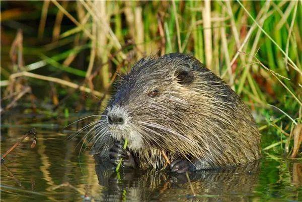 报警处置!_杨某某