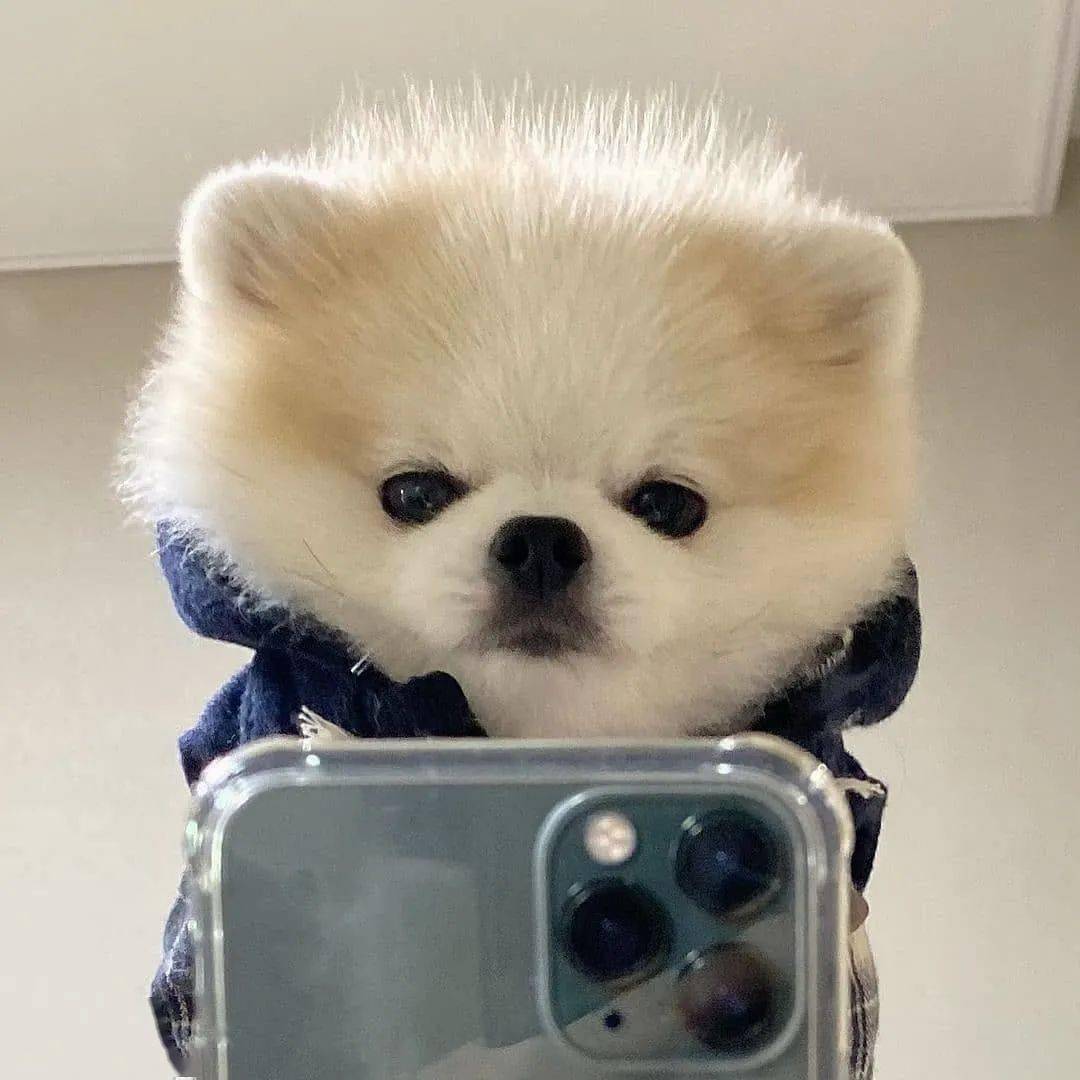 狗子拿手机自拍的图片图片