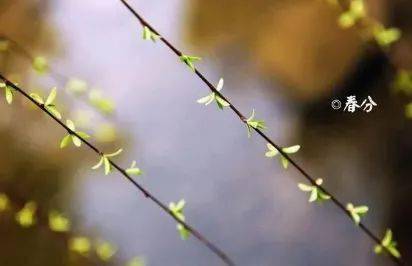 春分是不是春天的一半 4f26054f97854451be2546bb2e64038d.jpeg