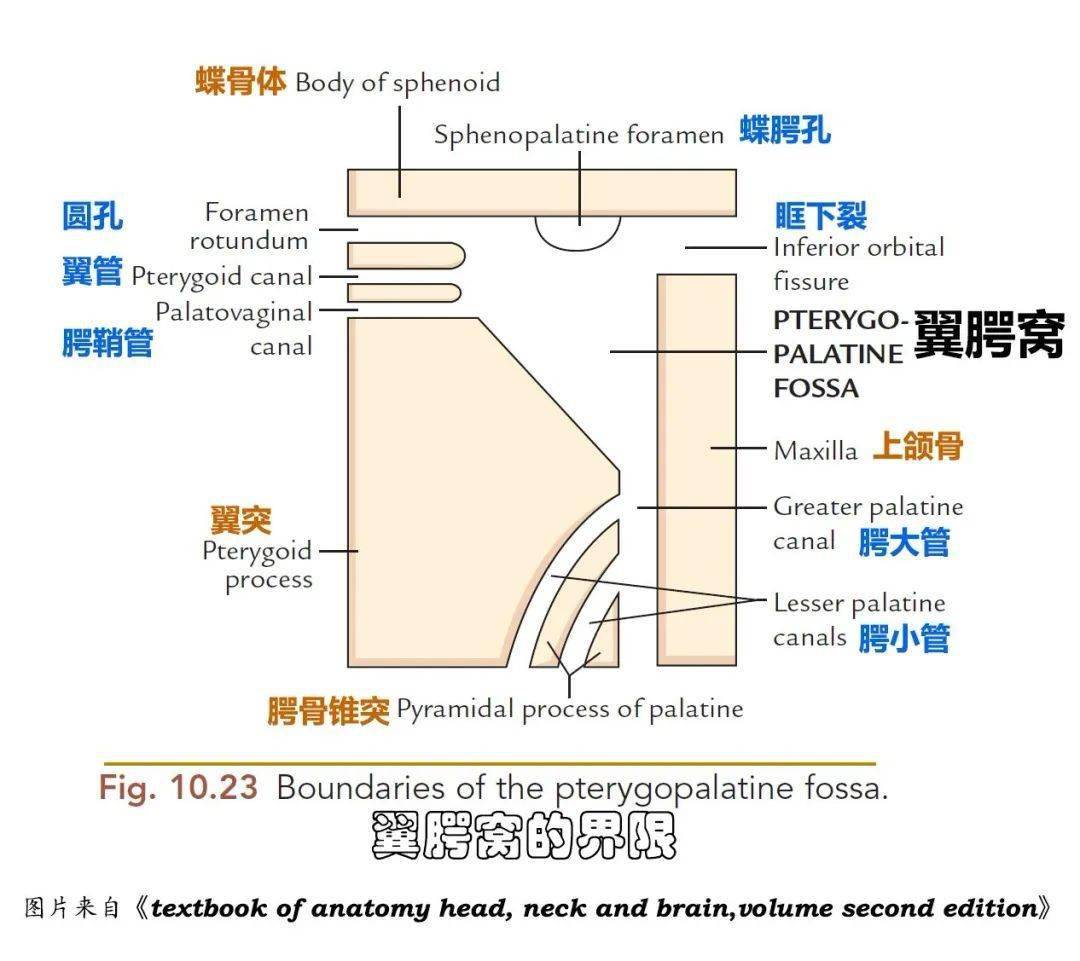 你弄不清楚的翼腭窝,我们帮你搞定!