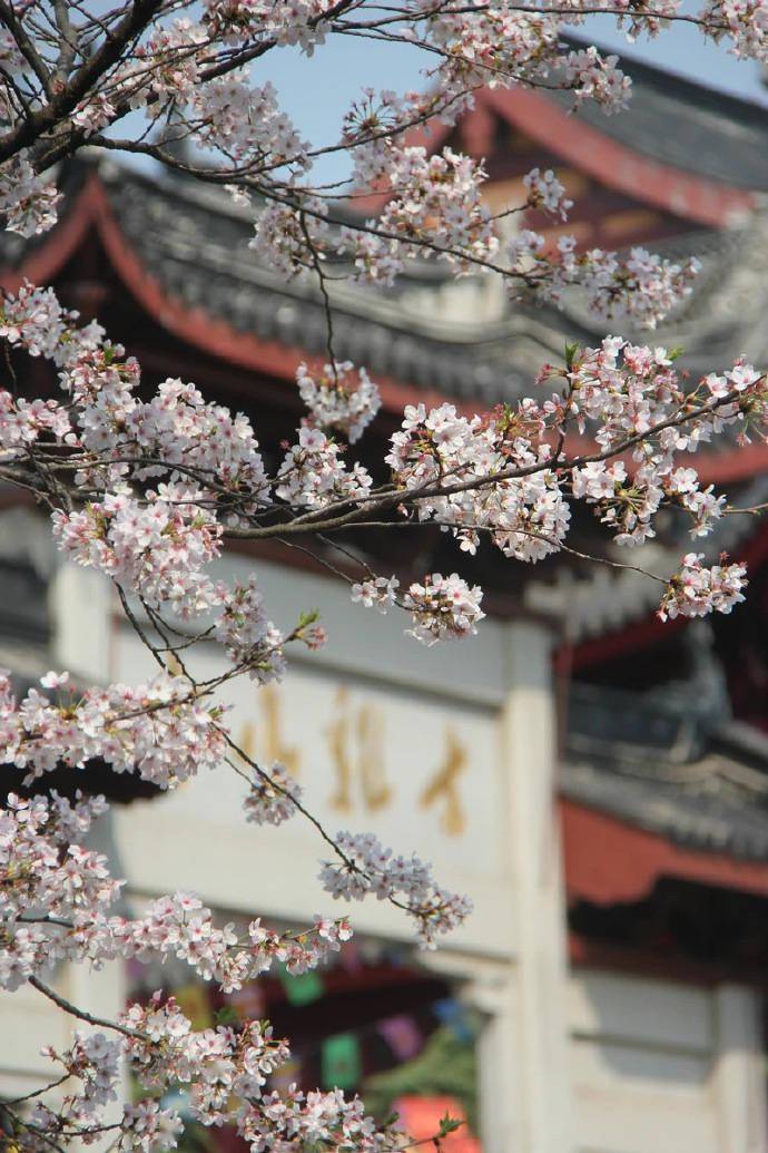 南京·雞鳴寺,青瓦黃牆映襯著嬌嫩的櫻花,浪漫迷人