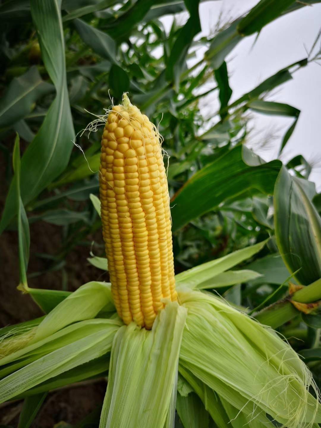 高产抗性好还耐高温不愧是鲜食玉米中的顶尖品种