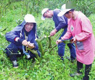 果树高接换种“山下红”成为“四季红”
