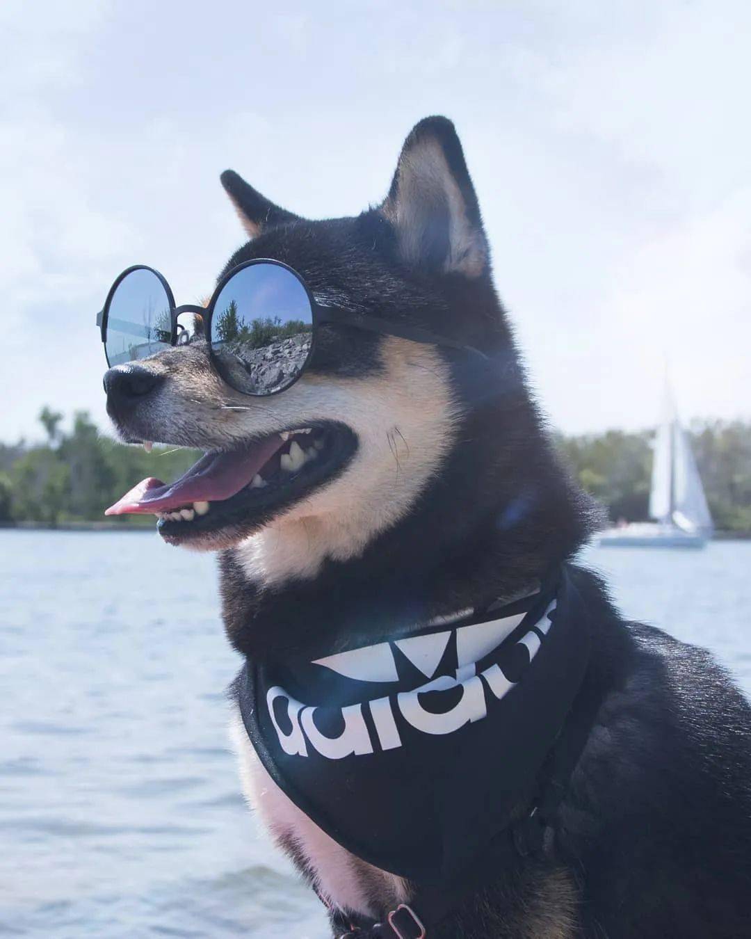 壁纸| 来看看真正潮狗的ootd