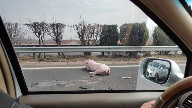 运载车高速路上掉下生猪 三车辗轧后受损