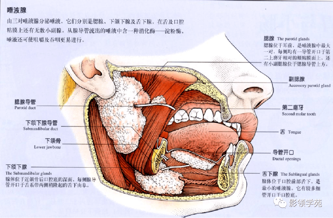 腮腺疾病的ct诊断与鉴别诊断 肿瘤