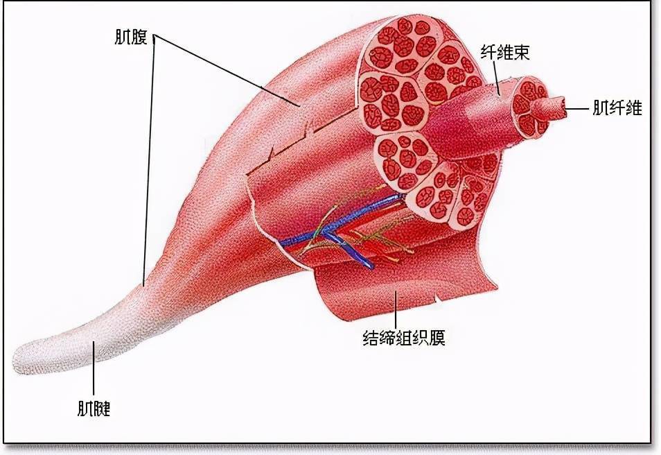 肌肉的流失是人体衰老的重要标志,从40岁起,肌肉就会以每年3%左右的