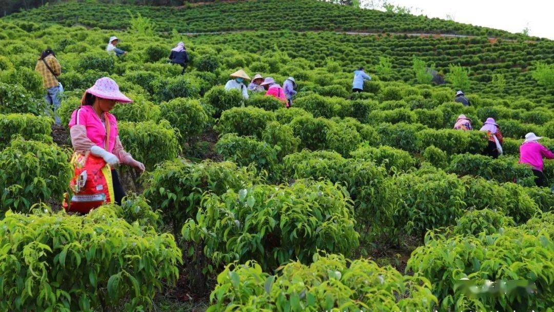 采摘节的帷幕拉开,在大成,金垌,合水,茶山,新宝,思贺等茶叶种植基地里