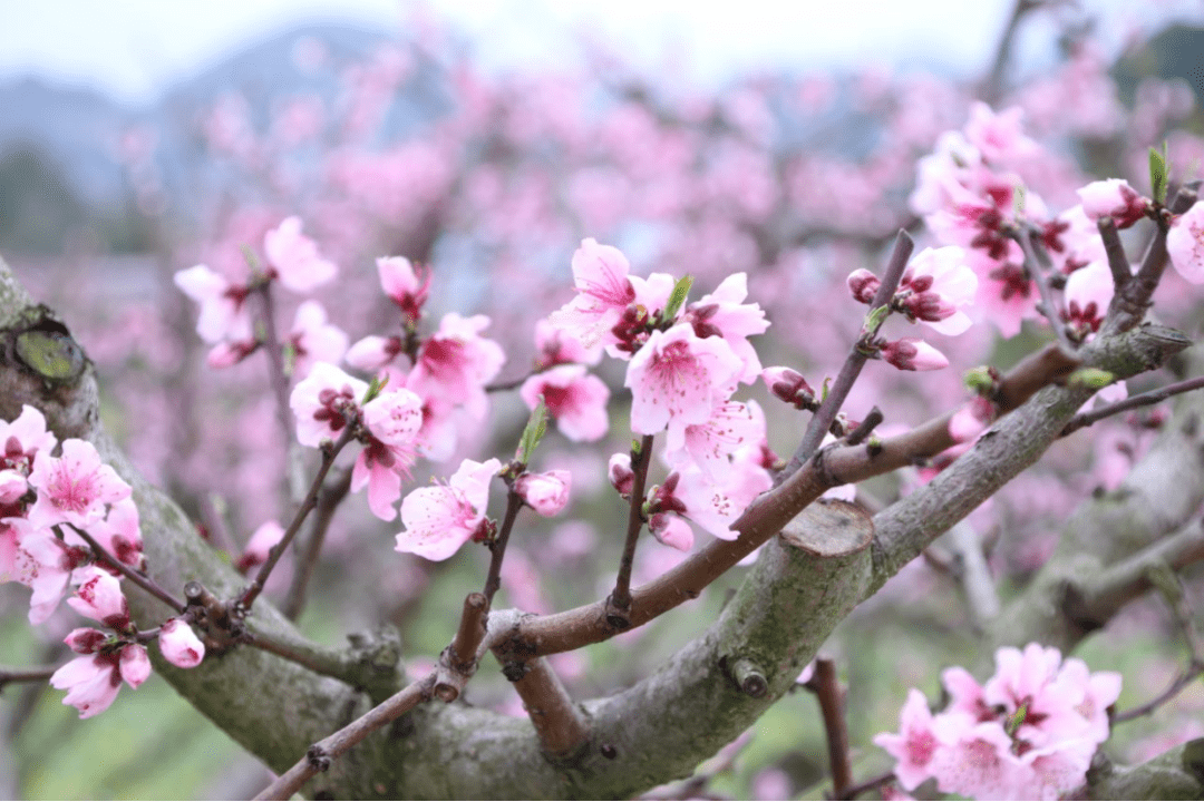 这些藏在贵州山咔咔里的“十里桃花”，再不出发就晚了！