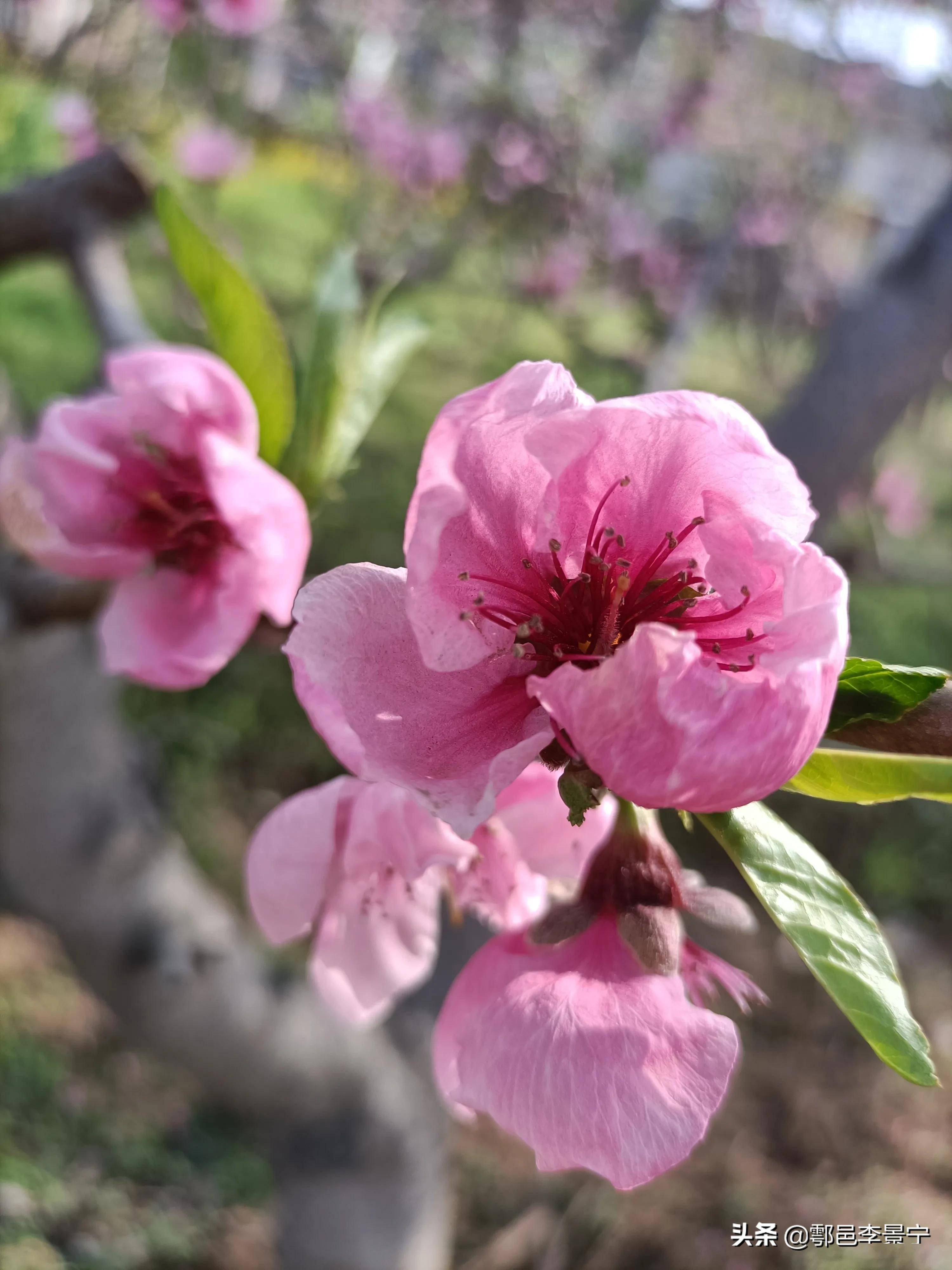 题诗画之乡西安市鄠邑区第三届柳泉桃花艺术节楹联