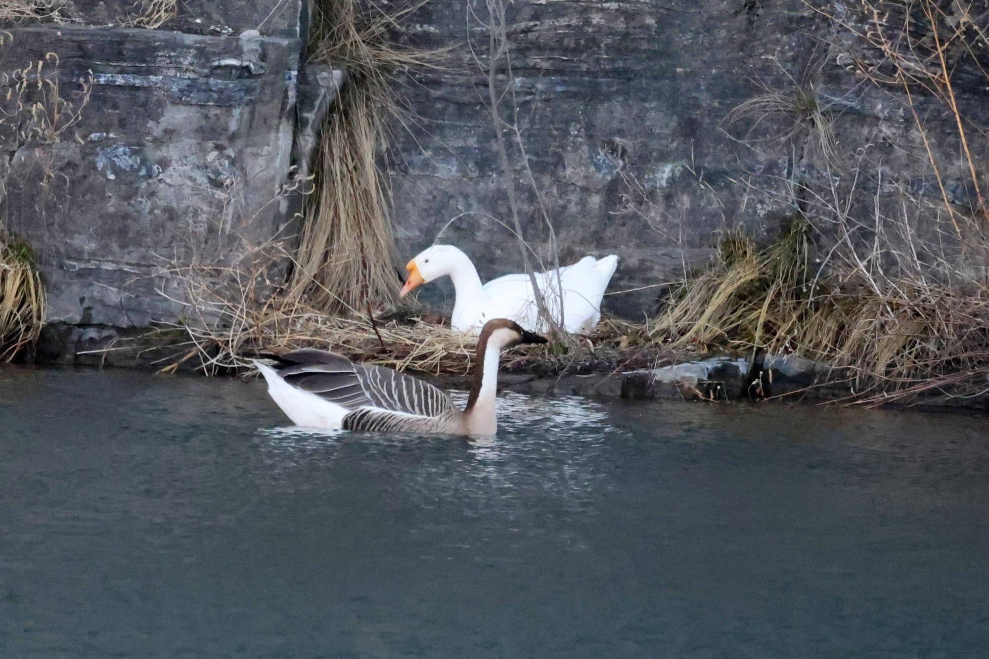 鸿雁恋上家鹅?专家:自然界确实存在"跨界"恋爱