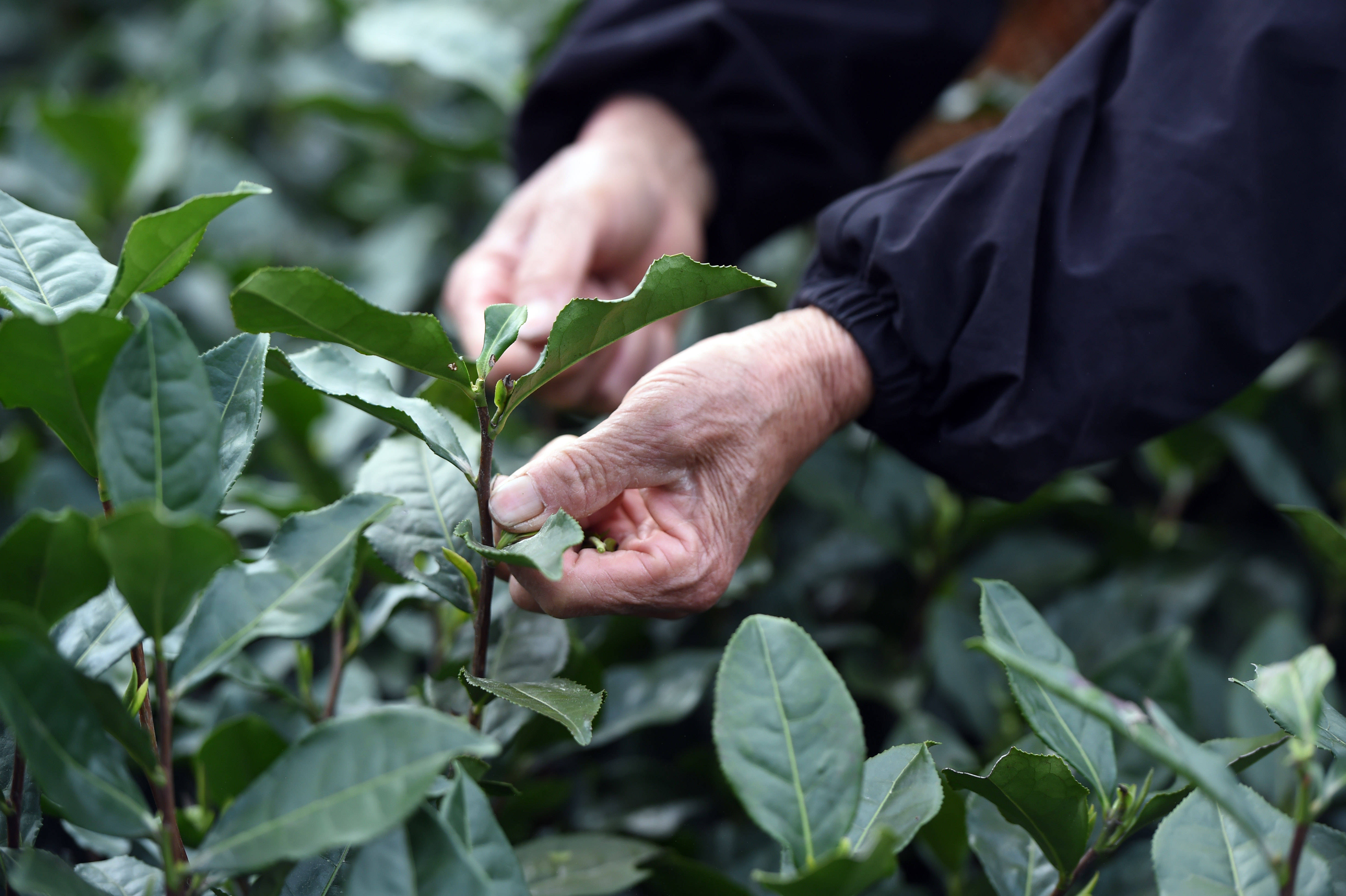 黃山毛峰迎來採摘季_新華社