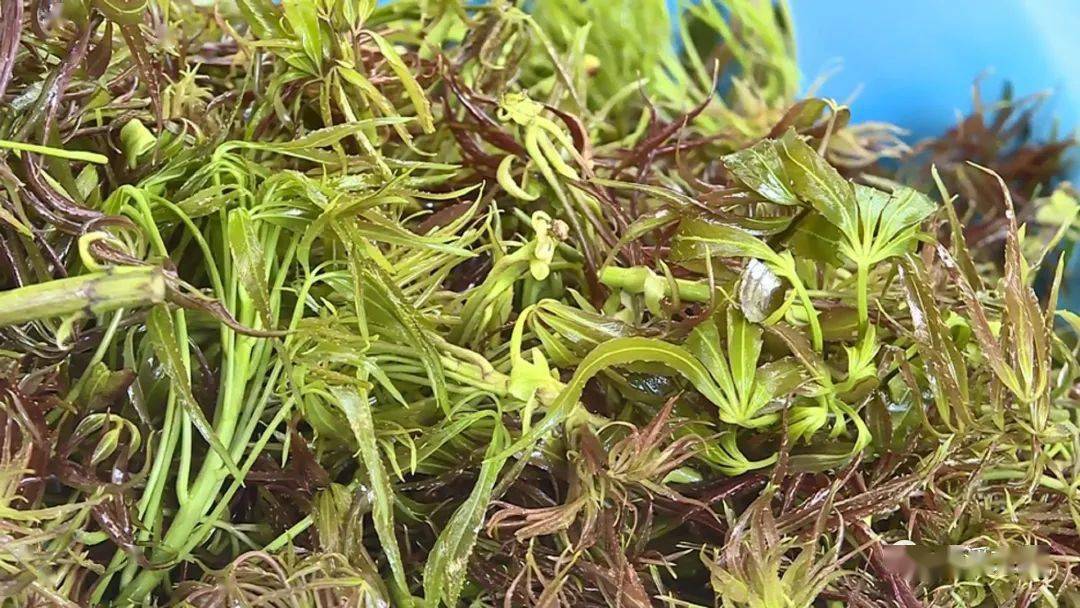 梁王茶吐新芽采摘尝鲜正当时